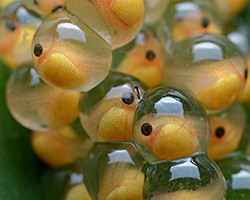 Frog eggs developing into tadpoles