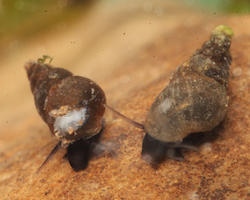 New Zealand mud snail