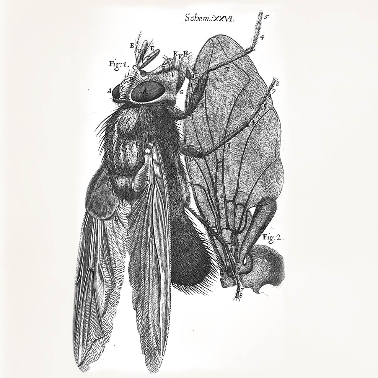 Robert Hooke Ask A Biologist