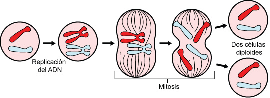 Gorrión Punto Extinto División Celular - Mitosis y Meiosis | Ask A Biologist