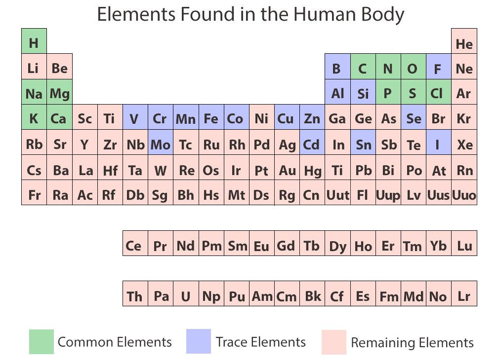 Chemical Elements Of The Human Body