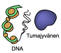 DNA (deoksiribonukleiinihappo) 