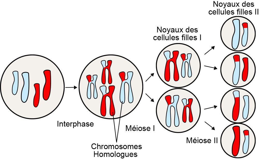 mitose vs méiose nombre de chromosomes