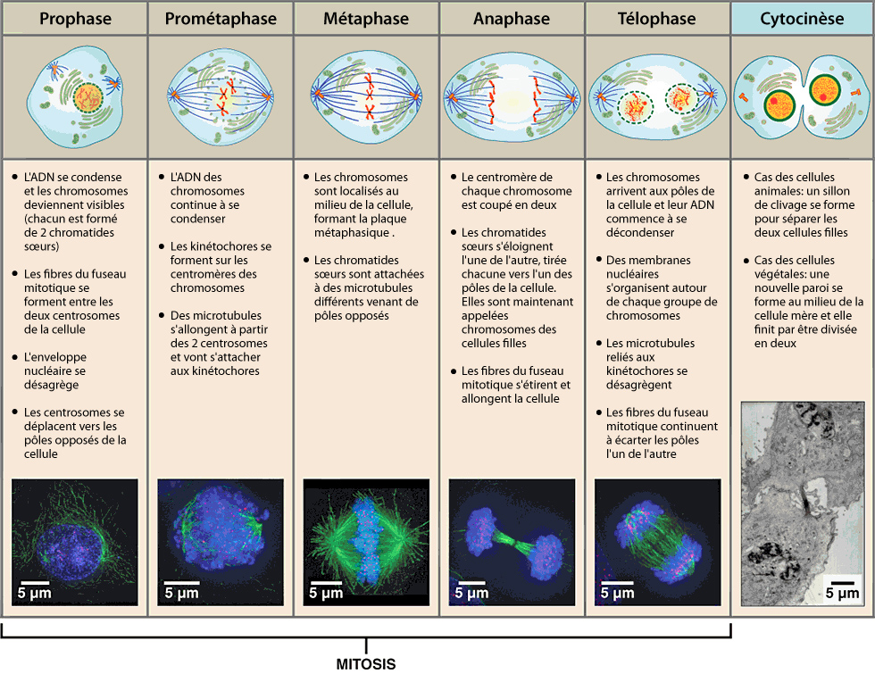 10.1 La division cellulaire – Introduction à la biologie cellulaire et  moléculaire