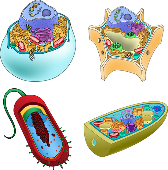 الخلايا الحيوانية والنباتية والبكتيرية والفطرية