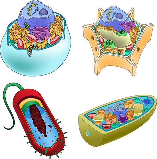 human cell diagram for kids