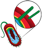 Bacterial pili
