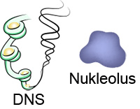 DNS und Nukleolus