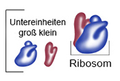 robosomes