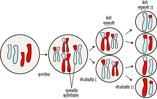 meiosis hindi