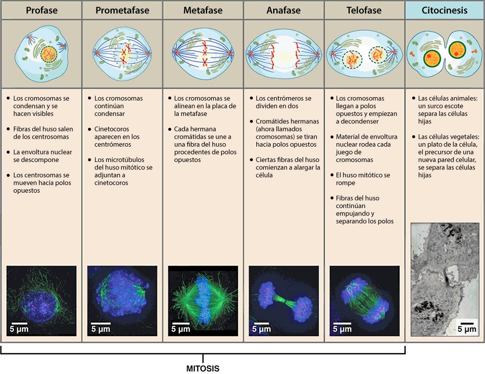 ciclo cellulare interfase mitosi profase metafase anafase telofase citocinesi