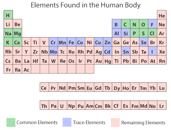 Chemical Elements of the Human Body | ASU - Ask A Biologist