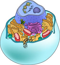 What are human cells made of?