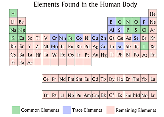 the periodic where table is found on oxygen make the found body, Of of up the four human the them elements in