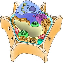 细胞的部分 Ask A Biologist