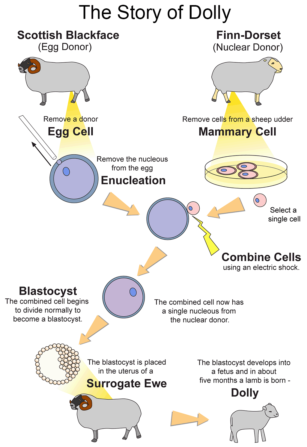 Cloning Dolly | Ask A Biologist