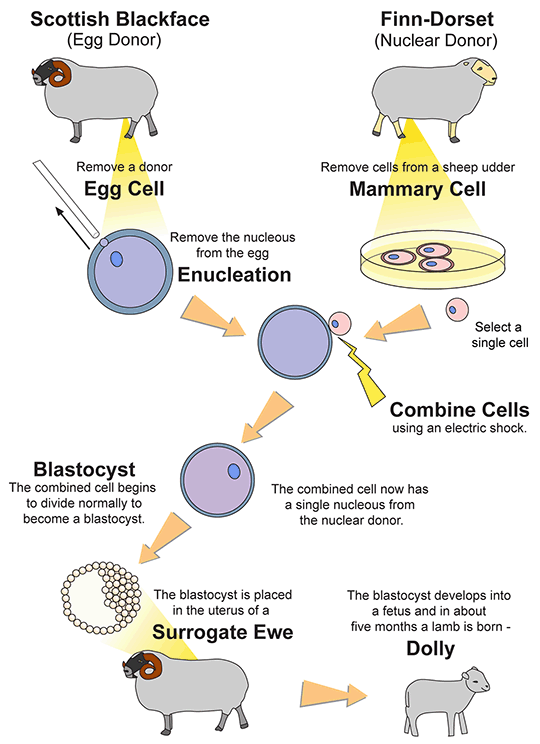 cloning process