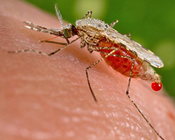 Anopheles mosquito drinking blood from a human