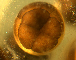 Un Xenopus (rana con garras) en desarrollo en una etapa temprana de división celular, con entre 4 y 8 células