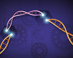 An illustration showing the addition of a new piece of DNA to a DNA strand