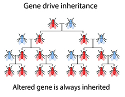 Gene drive inheritance explained visually in a fly population