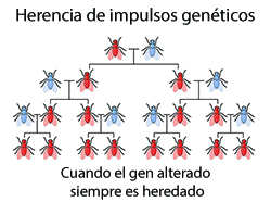 La herencia del impulso genético explicada visualmente en una población de moscas
