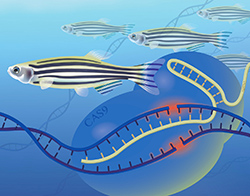 Illustration showing zebrafish with inset DNA and CRISPR Cas9