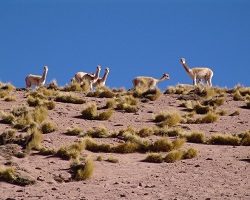 Atacama desert life