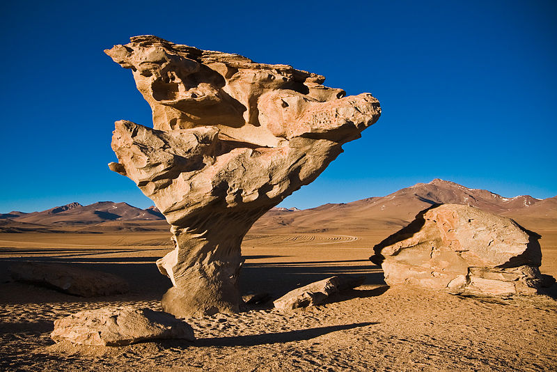 Desert Life | Ask A Biologist