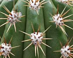 Il capo-Aloe si integra bene con cactus e altre piante del deserto. 