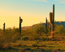 Desert landscape with saguaros