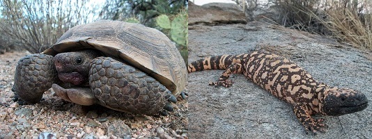 Desert tortoise and Gila monster by Karla Moeller