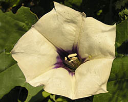 Sacred datura flower