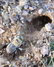 a digging female digger bee
