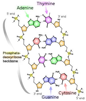 phosphate dna model