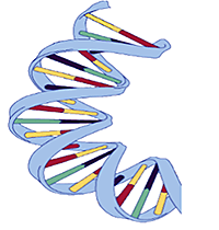 DNA