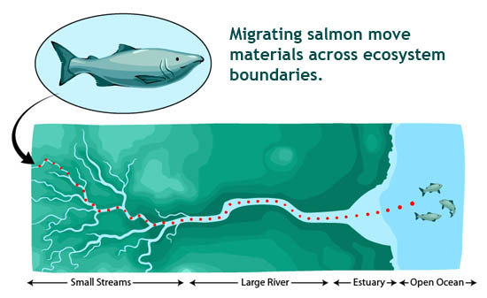 migrating salmon illustration