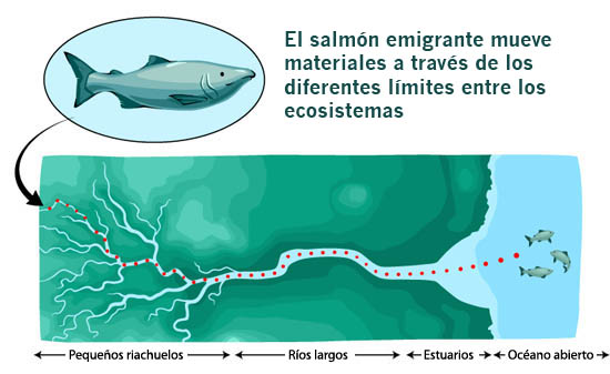 migrating salmon illustration