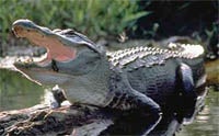 American Alligator