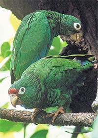 Puerto Rican Parrot