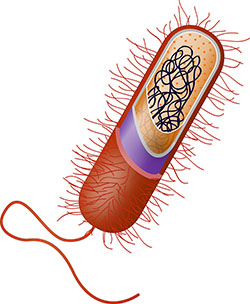 Prokaryotic cell illustration