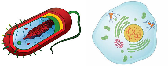 A prokaryotic cell and a eukaryotic cell