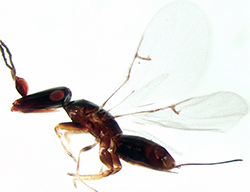 Pleistodontes wasp female