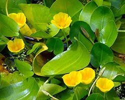 Aquatic plant in Brazil