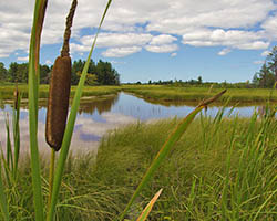 Cattails in Seney NWP marsh
