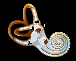 Cochlea anatomy