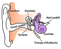 Anatomie l'oreille