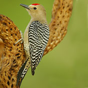 Gila Woodpecker
