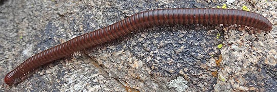 Millipede