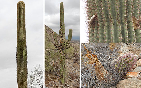 Sagurao cactus